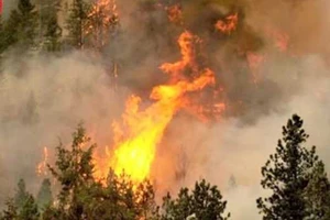 1 người tử vong sau khi tham gia chữa cháy rừng ở Phú Yên