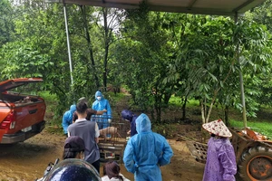 Lâm Đồng thông tin về số heo nghi nhiễm dịch tả được phát hiện ở Đắk Lắk