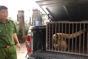 Đi làm rẫy, người dân ở Đắk Lắk bắt được con vật quý hiếm giao công an