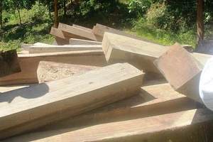 Lâm tặc phá tan rừng phòng hộ Sông Tranh