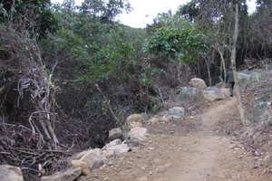 Ngang nhiên dựng lán trại, mở đường vào... phá rừng Sơn Trà