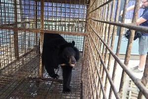 Doanh nghiệp tự nguyện chuyển giao một cá thể gấu ngựa 