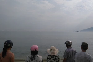 Đang giải cứu cá heo nặng gần 1 tạ bị thương dạt vào bờ biển 