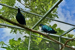 Bàn giao 5 con bồ câu Nicoba quý hiếm cho Vườn Quốc gia Côn Đảo