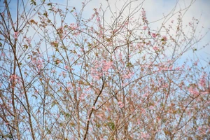 Sắc hồng hoa anh đào ngập tràn Măng Đen