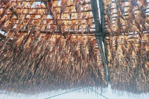 Giá mực xà 'phi mã' chưa từng có, ngư dân Quảng Ngãi trúng đậm mùa Tết