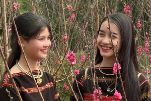 Rực rỡ sắc hoa anh đào Nhật Bản ở Bình Định