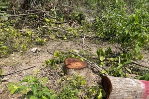 Chuyển hồ sơ sang công an điều tra vụ phá rừng phòng hộ ở Bình Định