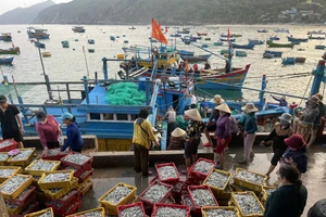 Trúng đậm cá cơm, ngư dân Bình Định thu tiền triệu mỗi ngày