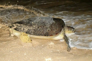 Ngư dân Bình Định thả đồi mồi nặng 6kg bị mắc lưới về với biển