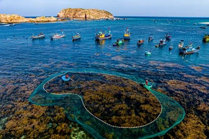 Khám phá rừng rong mơ đẹp như tranh ở làng chài Nhơn Hải