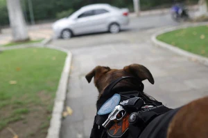 Chú chó Oliveira - linh vật của của chiến đoàn 17 Cảnh sát Quân sự thành phố Rio de Janeiro (Brazil) đang quan sát đường phố bên ngoài sở cảnh sát ngày 14-10. Ảnh: REUTERS 