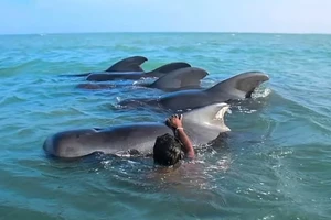 Sri Lanka cứu hộ thành công 11 con cá voi hoa tiêu bị mắc cạn 