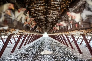 Biết gì về cúm H5N1 và khả năng lây nhiễm cho con người 