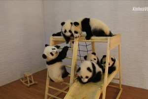 6 chú gấu trúc con vui đùa tại một cơ sở nhân giống ở tỉnh Thiểm Tây, Trung Quốc. Ảnh: TÂN HOA XÃ