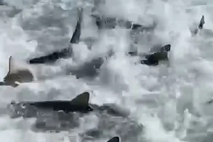 VIDEO: Cá mập 'điên cuồng' săn mồi