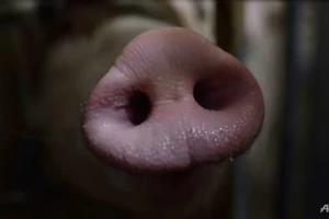 Philippines xác nhận dịch tả lợn châu Phi bùng phát tại 12 tỉnh