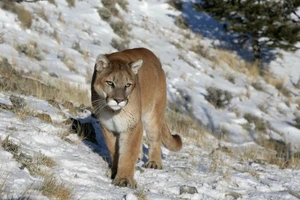 Bị sư tử núi tấn công khi đang ngâm mình trong bồn tắm 