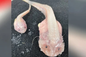 VIDEO: Độc lạ loài cá sống sâu nhất từng được camera ghi lại 