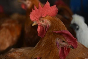 Trung Quốc ghi nhận ca tử vong đầu tiên trên thế giới do nhiễm cúm gia cầm H3N8 