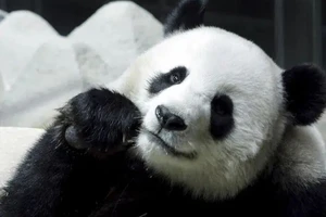 Gấu trúc Trung Quốc cho Thái Lan mượn đột tử