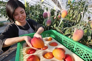 Bí quyết đằng sau những quả xoài đắt hơn 5 triệu đồng