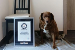 Chú chó già nhất thế giới đón sinh nhật lần thứ 31 