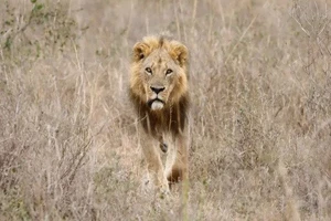 10 con sư tử ở Kenya bị giết chỉ trong một tuần