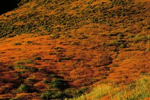 Chùm ảnh: Hiện tượng 10 năm có một ở California 