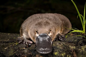 VIDEO: Cảnh quay hiếm có về cuộc hỗn chiến của thú mỏ vịt