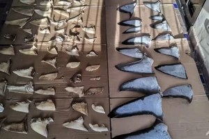 Panama thu giữ 6 tấn vây cá mập