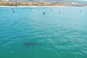 VIDEO: Thót tim cảnh cá mập trắng lớn bơi cùng những người lướt sóng 