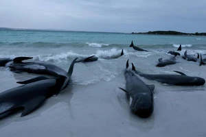 VIDEO: Hơn 70 con cá voi hoa tiêu mắc cạn trên bờ biển