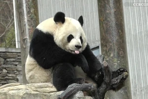 VIDEO: Hiếm thấy cảnh gấu trúc nấc cụt