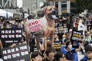Hàn Quốc tính cấm tiêu thụ thịt chó