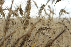 Viễn cảnh đáng ngại lương thực toàn cầu năm 2024