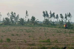 Chuyên gia quốc tế mách kế giải quyết xâm nhập mặn miền Tây