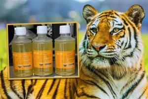 Sở thú gây sốc khi bán nước tiểu hổ để trị bệnh 