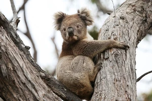 Tranh cãi gay gắt chuyện Úc an tử hàng trăm gấu túi koala sau cháy rừng