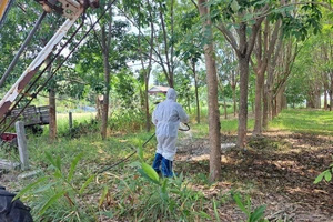 Thái Lan ghi nhận hai ca tử vong do bệnh than chỉ trong 3 ngày