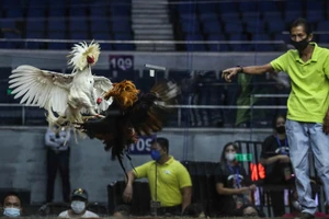 Philippines nhờ Nhật tìm kiếm thi thể hàng chục người chơi đá gà nghi bị phi tang xuống hồ