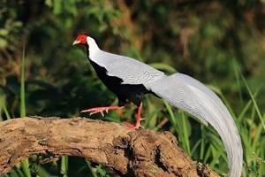 Từ vụ nuôi gà lôi trắng bị 6 năm tù: Sách Đỏ và luật quốc tế quy định thế nào về loài này?