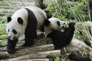 Vườn thú Pháp trả cặp gấu trúc về Trung Quốc ‘an dưỡng tuổi già’