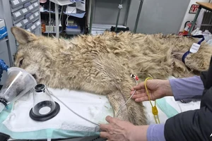 Sói Neukgu tinh ranh bị bắt lại sau 9 ngày đào tẩu khỏi sở thú 