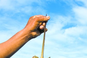 Một người chết, bốn người cấp cứu vì ăn nhầm so biển