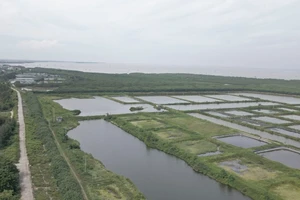 Giữ lại nguyên trạng diện tích Khu bảo tồn thiên nhiên đất ngập nước Tiền Hải