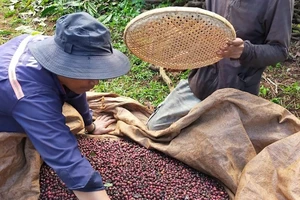 Nông dân đang vào mùa thu hoạch cà phê từ tháng 11 năm nay đến tháng 2 năm sau. Ảnh: QUANG BÌNH
