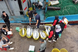 Ngư dân Nam Định cập cảng sau một chuyến vươn khơi đánh bắt thủy hải sản. Ảnh: ĐẶNG TRUNG