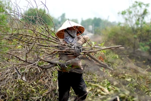 Mót củi ở Sài Gòn
