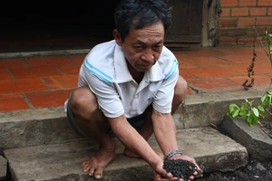 Bọ đậu đen “tấn công” người dân